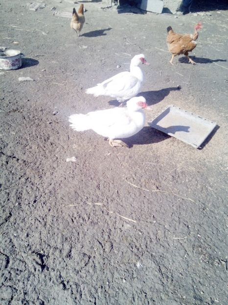 Am - Rate mute matca 2017