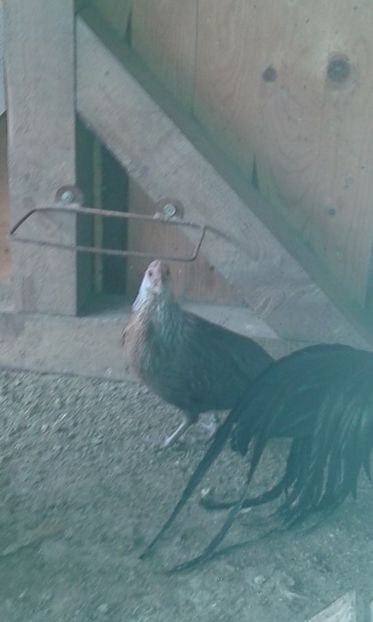  - Phoenix argintiu 2019