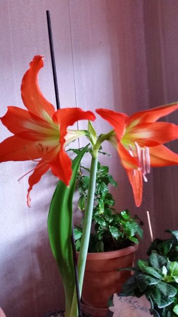 Crin - florii