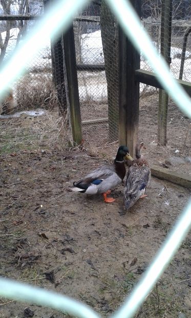  - Rate salbatice 2018