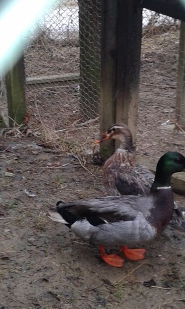  - Rate salbatice 2018