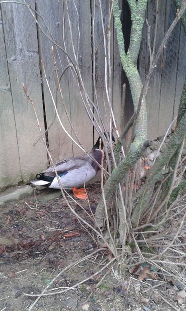  - Rate salbatice 2018