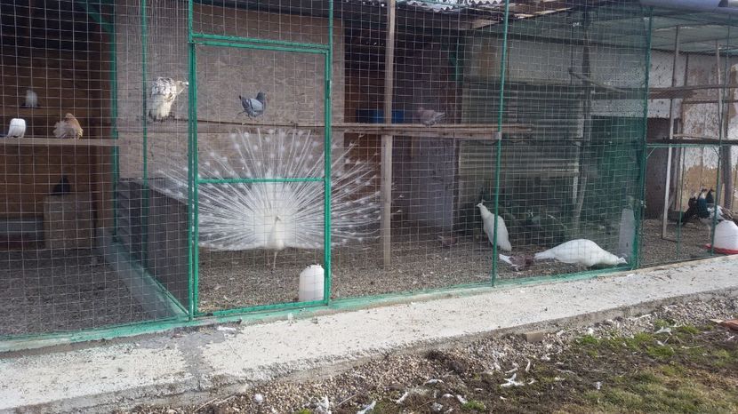  - VOLIERELE PAUNILOR