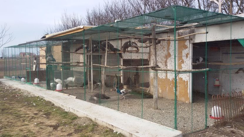  - VOLIERELE PAUNILOR