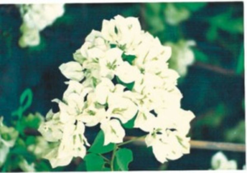 27-Java-White1-300x210 - CUMPAR BOUNGAINVILEAE