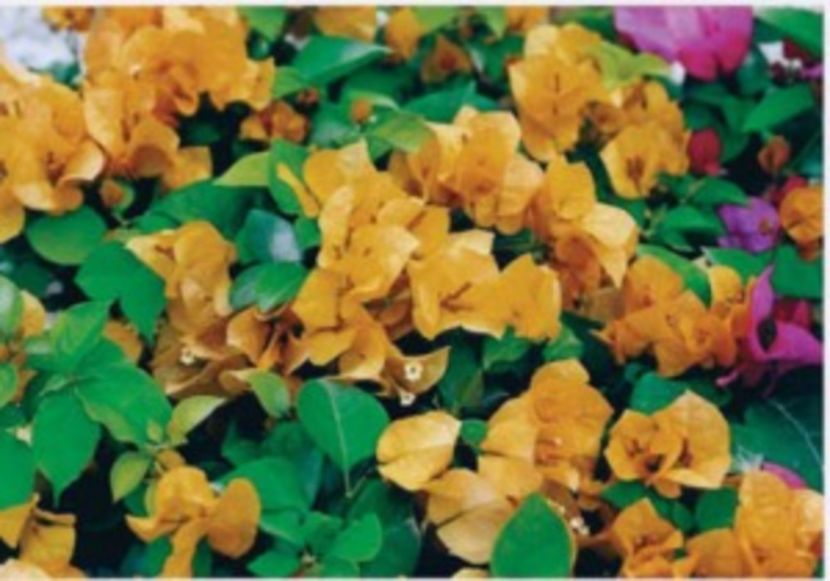 31-Golden-Glow1-300x210 - CUMPAR BOUNGAINVILEAE