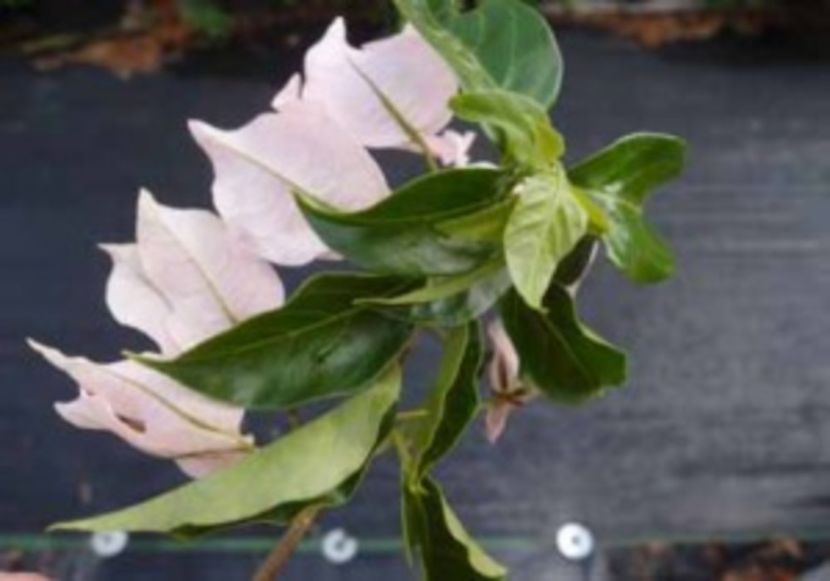 34-Coconut-Pink-300x210 - CUMPAR BOUNGAINVILEAE