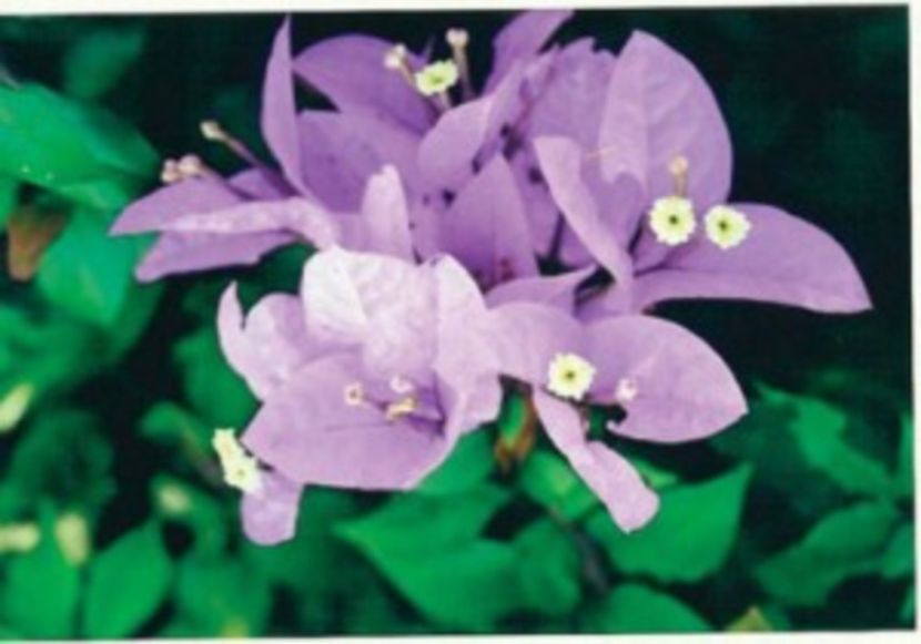 51-Silhouette1-300x210 - CUMPAR BOUNGAINVILEAE