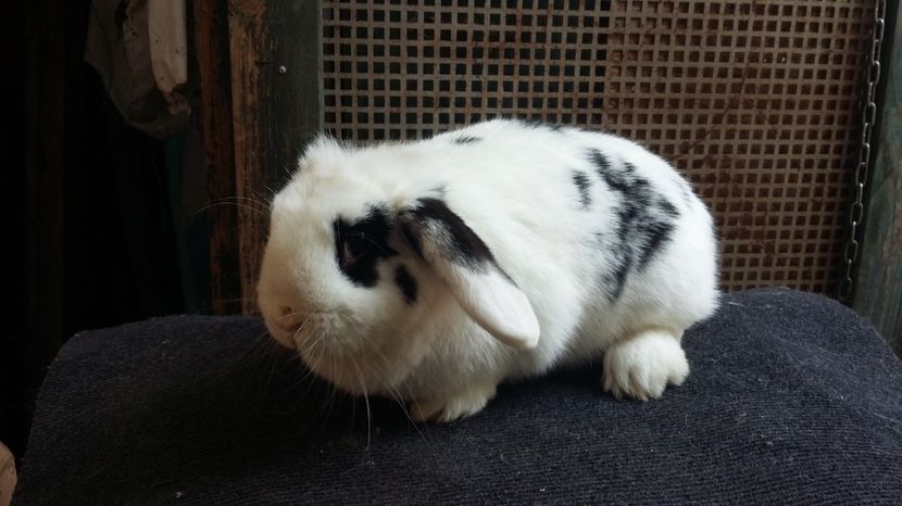 BP femela alb-negru - BOSOICRISTI