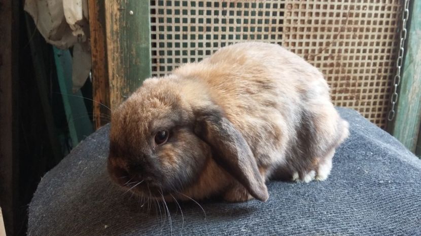 BP femela thuringian - BOSOICRISTI