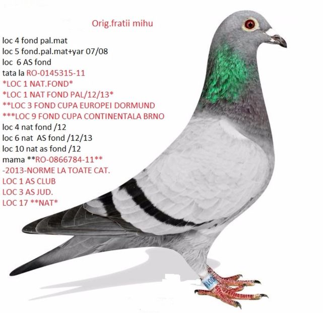 semisora olimpic.cristi clelaru - perechea 10