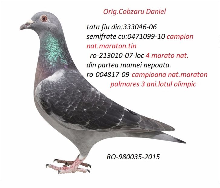 nepoata olimpica cobzaru daniel - perechea 11