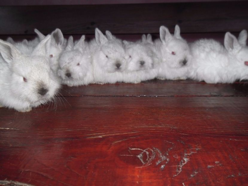 IMG-20170226-WA0005 - cuib calif F RO 16 - RO 8 din 29 01 2017