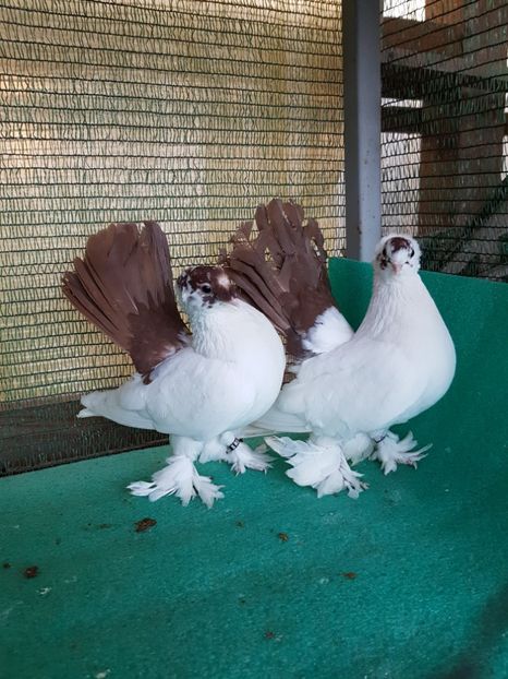 Femele 2016 - NORDCAUCAZIAN cu coada rosie red tail pigeons