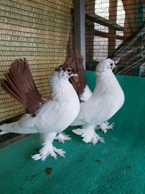 femele 2016 - NORDCAUCAZIAN cu coada rosie red tail pigeons