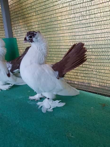 F 7438, 2016 - NORDCAUCAZIAN cu coada rosie red tail pigeons