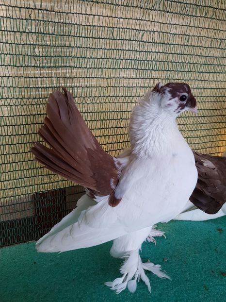 F 7438, 2016 - NORDCAUCAZIAN cu coada rosie red tail pigeons