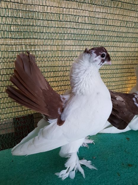 F 7438, 2016 - NORDCAUCAZIAN cu coada rosie red tail pigeons