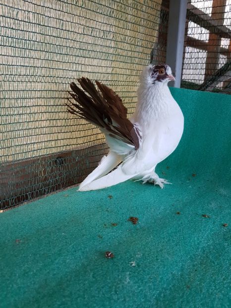  - NORDCAUCAZIAN cu coada rosie red tail pigeons