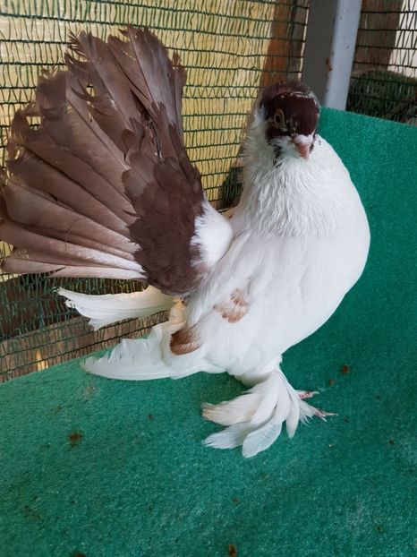 M 7441 - NORDCAUCAZIAN cu coada rosie red tail pigeons
