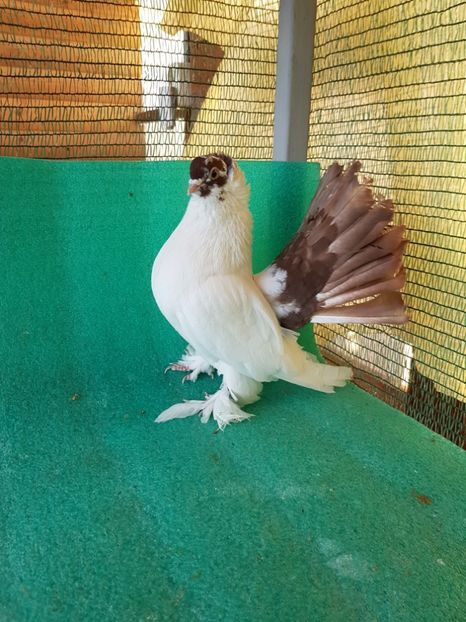 M 7441 - NORDCAUCAZIAN cu coada rosie red tail pigeons