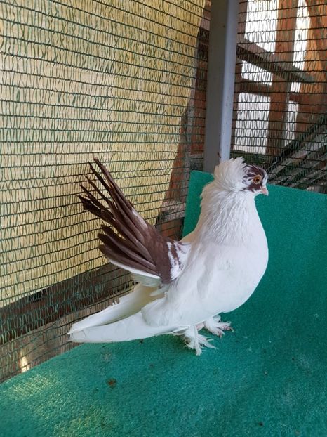 M 5312 - NORDCAUCAZIAN cu coada rosie red tail pigeons