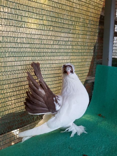 M 5312 - NORDCAUCAZIAN cu coada rosie red tail pigeons