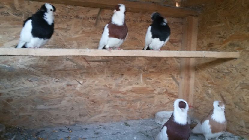  - Jucatori de kiskunfelegyhaza