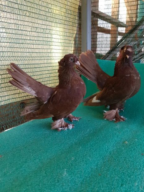 Femele 2016, Jucator de Bucovina - au fost VANDUTI