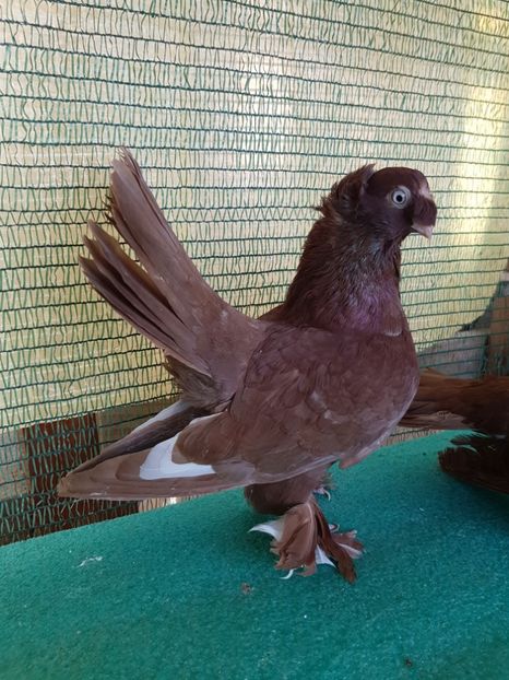 F 7484 - au fost VANDUTI