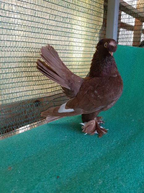 F 7484 - au fost VANDUTI