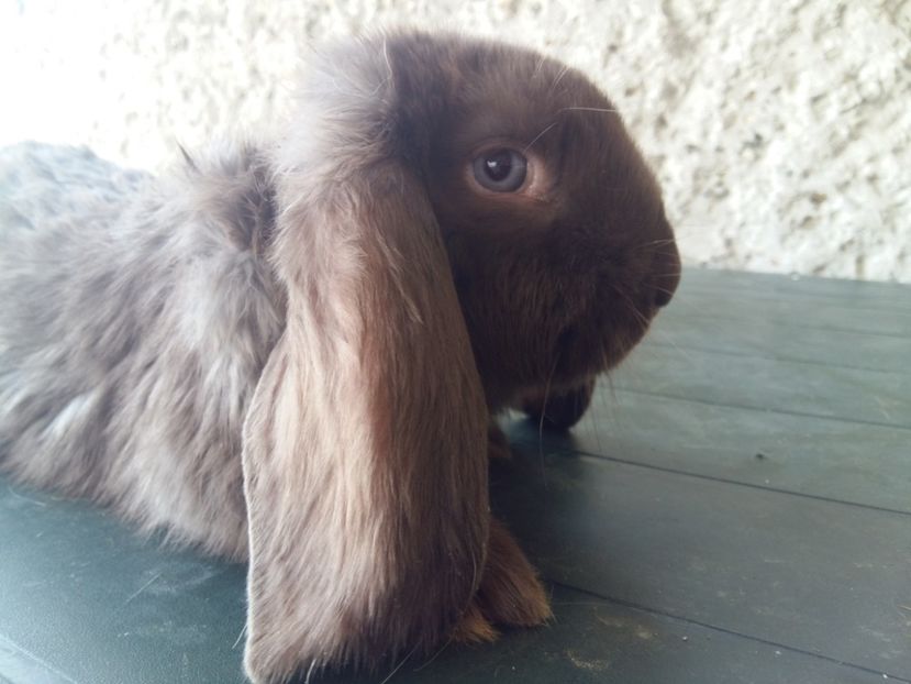  - 06 F3 Havana oferit cadou