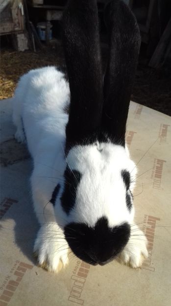  - UPG Alb Negru 2017