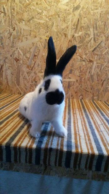 received_422764074741783 - UPG Alb Negru 2017