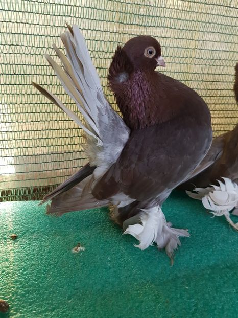 M 2016; 7496 - au fost VANDUTI