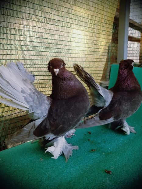 Masculi 2016,  7461 si 7496 - au fost VANDUTI