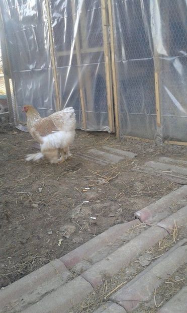  - brahma rottgesatelt