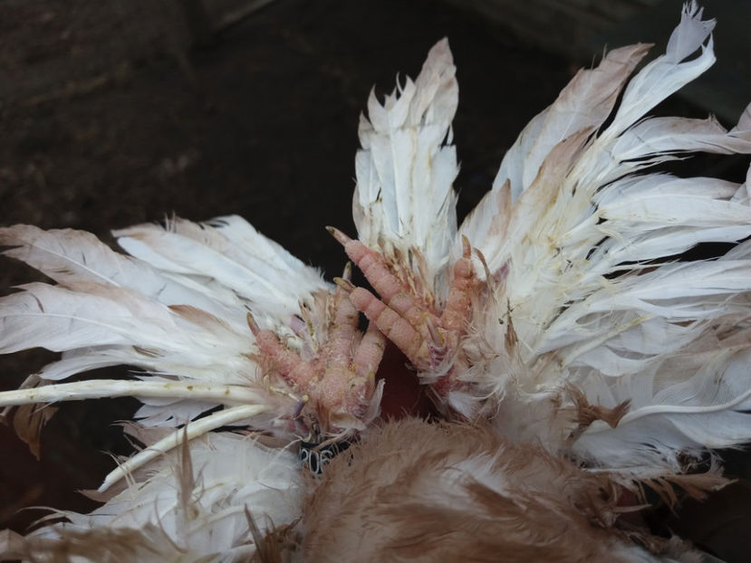 M inel A1306 (2016) - Pui uzbeci - 2017