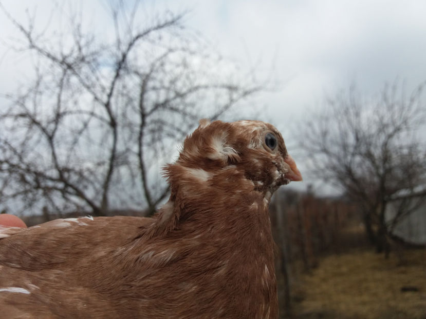 M inel A1306 (2016) - Pui uzbeci - 2017