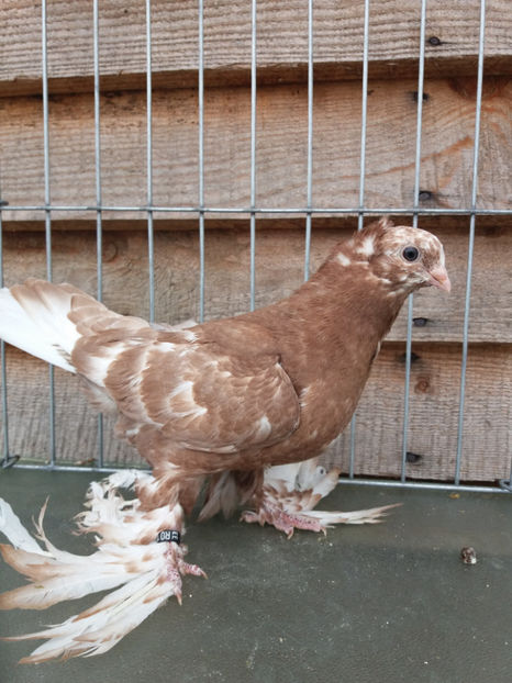 M inel A1306 (2016) - Pui uzbeci - 2017