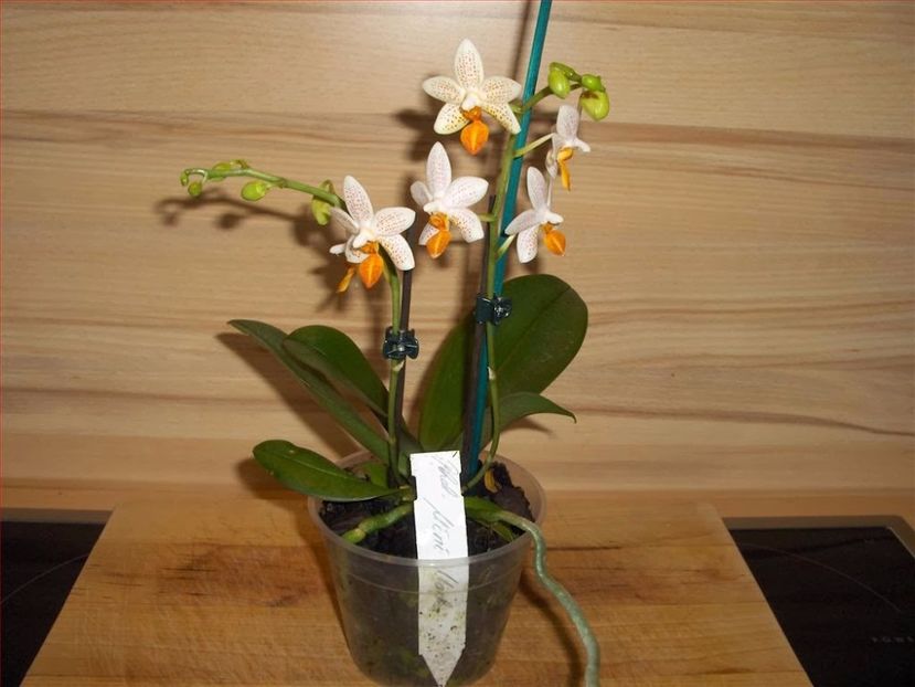 phalaenopsis-mini-mark-01 (1) - caut