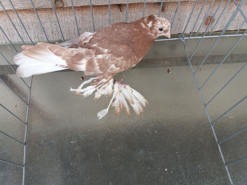 M inel A1306 (2016) - Pui uzbeci - 2017