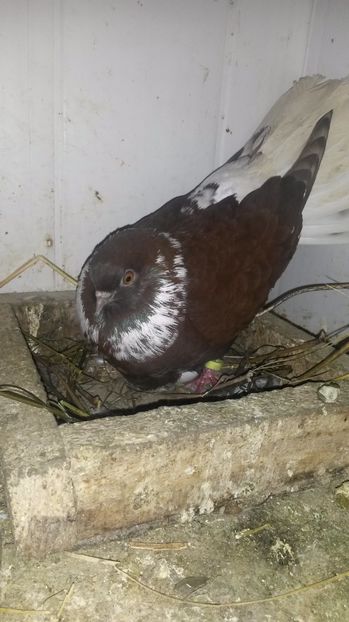  - pui 2017 din toate rasele