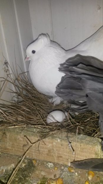 e primul meu ou - pui 2017 din toate rasele