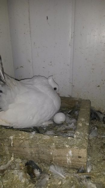 si eu tot unul am... - pui 2017 din toate rasele