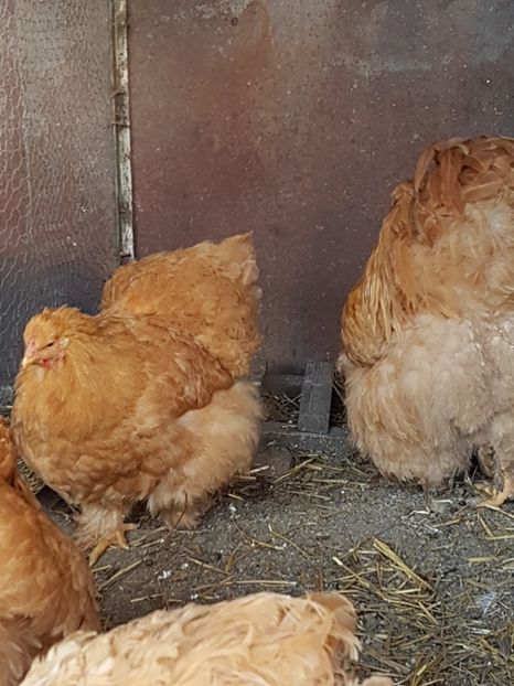 20170225_154447(0) - Galben