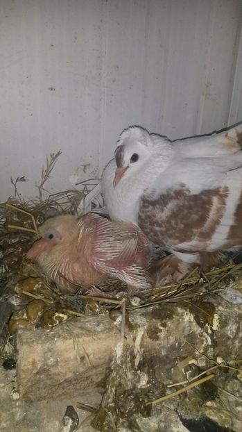 crestem un urias maghiar - pui 2017 din toate rasele