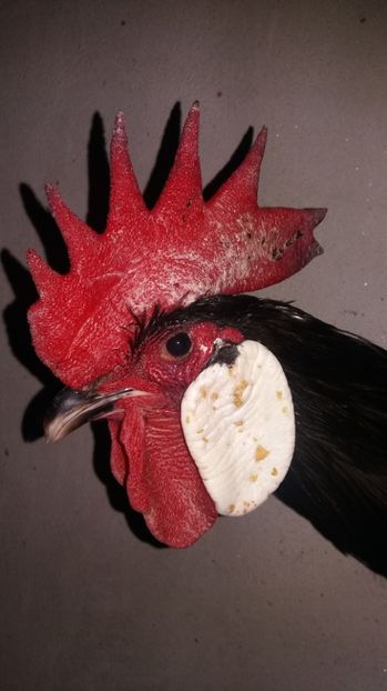  - MINORCA 2017  FAM 1