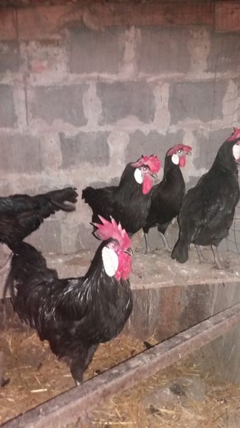  - MINORCA 2017 FAM 2