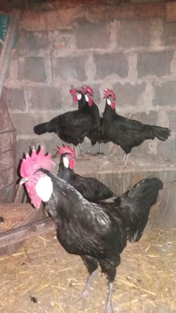  - MINORCA 2017 FAM 2